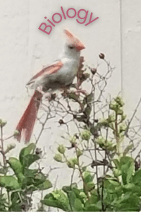 A piebald cardinal sitting in a tree.  The word Biology over its head.